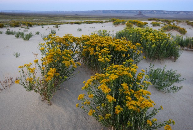 Red Desert